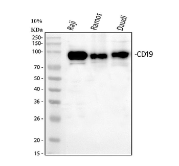 CD19 Rabbit Polyclonal Antibody