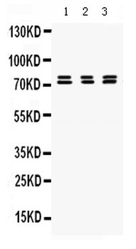 PRC1 Rabbit Polyclonal Antibody