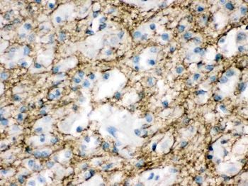 Munc18-1/STXBP1 Rabbit Polyclonal Antibody