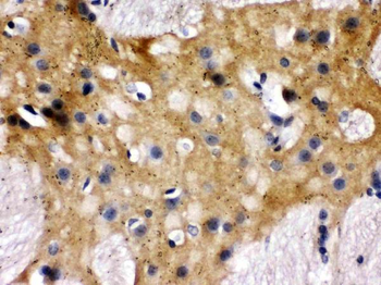 Munc18-1/STXBP1 Rabbit Polyclonal Antibody