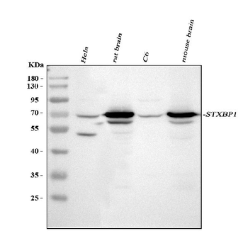 Munc18-1/STXBP1 Rabbit Polyclonal Antibody