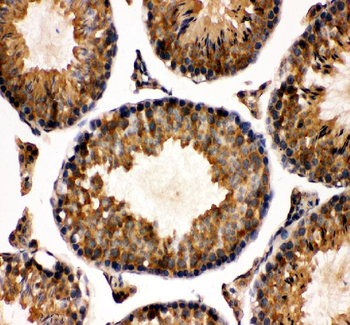 TCP1 alpha Rabbit Polyclonal Antibody