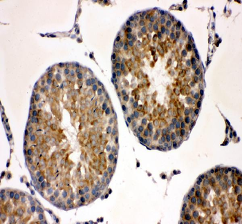 TCP1 alpha Rabbit Polyclonal Antibody