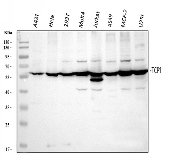 TCP1 alpha Rabbit Polyclonal Antibody