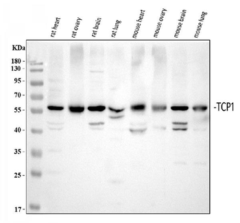 TCP1 alpha Rabbit Polyclonal Antibody