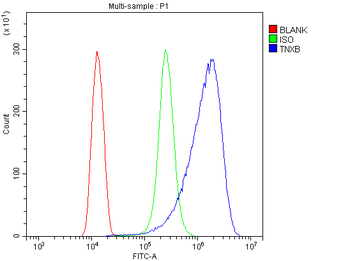 TNXB Rabbit Polyclonal Antibody