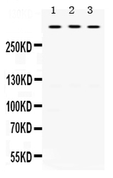 TNXB Rabbit Polyclonal Antibody
