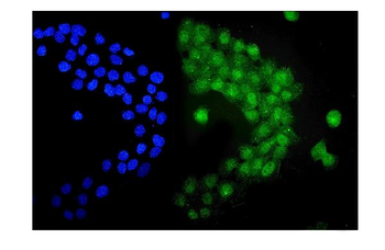 UBE1C/UBA3 Rabbit Polyclonal Antibody