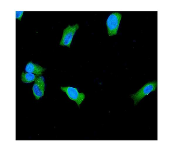 PGP9.5/UCHL1/PGP9 Rabbit Polyclonal Antibody