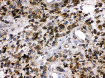 PGP9.5/UCHL1/PGP9 Rabbit Polyclonal Antibody