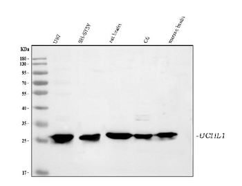 PGP9.5/UCHL1/PGP9 Rabbit Polyclonal Antibody