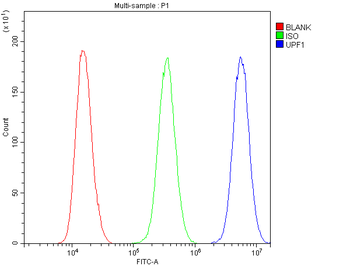 RENT1/hUPF1 Rabbit Polyclonal Antibody