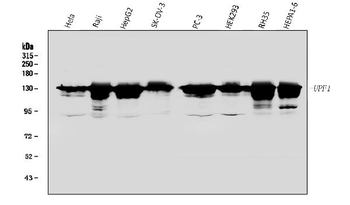 RENT1/hUPF1 Rabbit Polyclonal Antibody