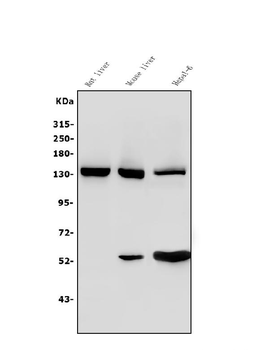Ceruloplasmin/CP Rabbit Polyclonal Antibody