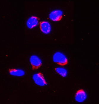 Smac/Diablo Rabbit Polyclonal Antibody