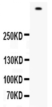 Filaggrin/FLG Rabbit Polyclonal Antibody