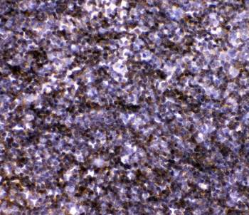 IL7 Rabbit Polyclonal Antibody