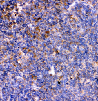 IL7 Rabbit Polyclonal Antibody