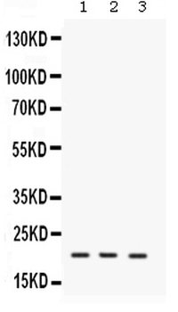 IL7 Rabbit Polyclonal Antibody