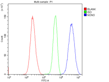 nmt55/p54nrb/NONO Rabbit Polyclonal Antibody