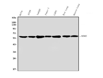 nmt55/p54nrb/NONO Rabbit Polyclonal Antibody