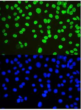 nmt55/p54nrb/NONO Rabbit Polyclonal Antibody