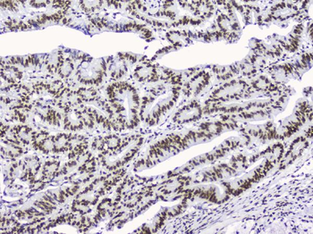 nmt55/p54nrb/NONO Rabbit Polyclonal Antibody