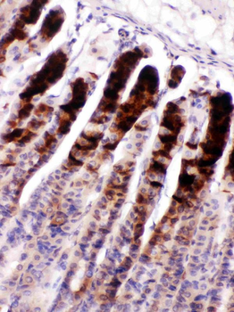 Nucleobindin 2/NUCB2 Rabbit Polyclonal Antibody
