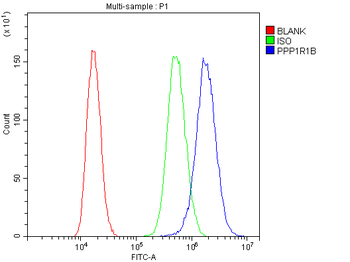 DARPP32/PPP1R1B Rabbit Polyclonal Antibody