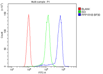 DARPP32/PPP1R1B Rabbit Polyclonal Antibody