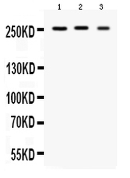 Scn1a Rabbit Polyclonal Antibody
