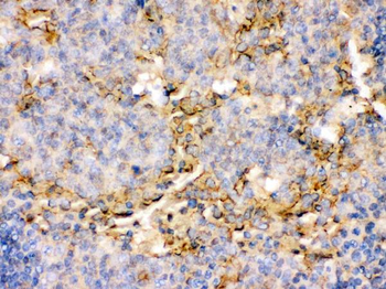 CD134/OX40/TNFRSF4 Rabbit Polyclonal Antibody