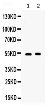 CD134/OX40/TNFRSF4 Rabbit Polyclonal Antibody
