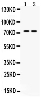 ZBTB7A Rabbit Polyclonal Antibody