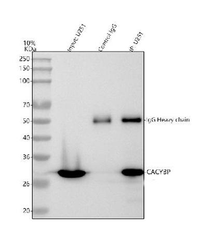 SIAH Interacting Protein/CACYBP Rabbit Polyclonal Antibody