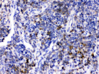 CD33 Rabbit Polyclonal Antibody