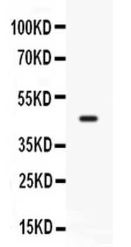 CD33 Rabbit Polyclonal Antibody
