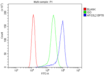 AFG3L2 Rabbit Polyclonal Antibody