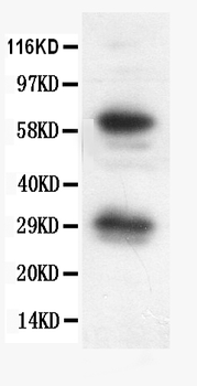 Bcl-X/BCL2L1 Rabbit Polyclonal Antibody