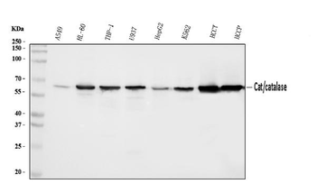 Catalase Rabbit Polyclonal Antibody