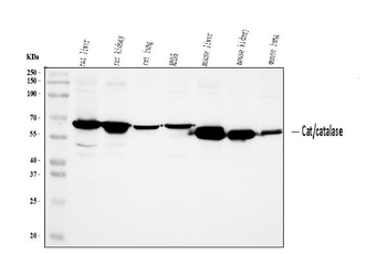Catalase Rabbit Polyclonal Antibody