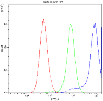 CCT3 Rabbit Polyclonal Antibody