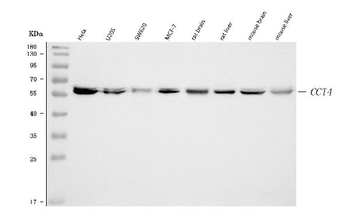 TCP1 delta/CCT4 Rabbit Polyclonal Antibody
