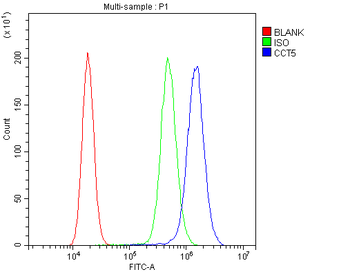 TCP1 epsilon/CCT5 Rabbit Polyclonal Antibody
