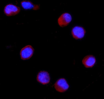 CD27 Rabbit Polyclonal Antibody