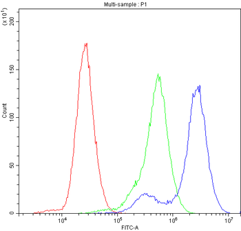 Factor I/CFI Rabbit Polyclonal Antibody
