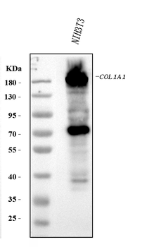 Collagen I/COL1A1 Rabbit Polyclonal Antibody