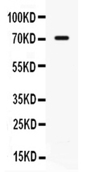 IL7R alpha Rabbit Polyclonal Antibody