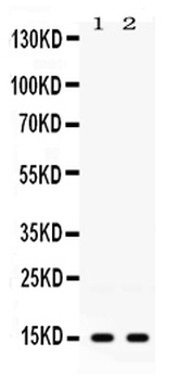 ISG15 Rabbit Polyclonal Antibody