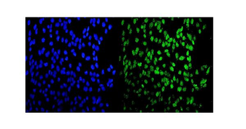MEF2A Rabbit Polyclonal Antibody